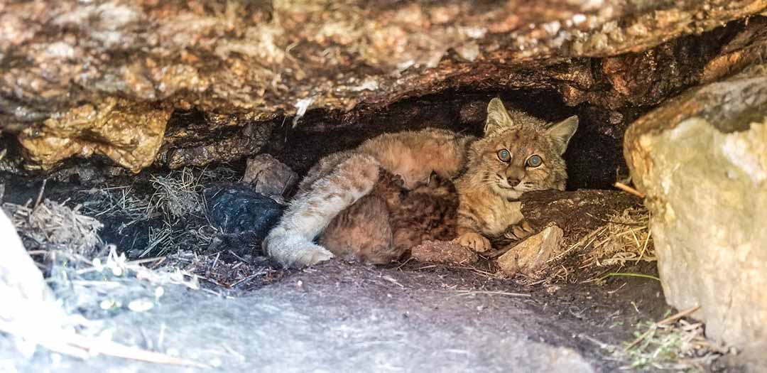 Wildlife Tracking of Bobcat Kittens with B9Creations 3D Printing