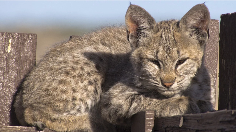 Bobcat Kittens Improves Tracking of Population by 3D Printed Tracker