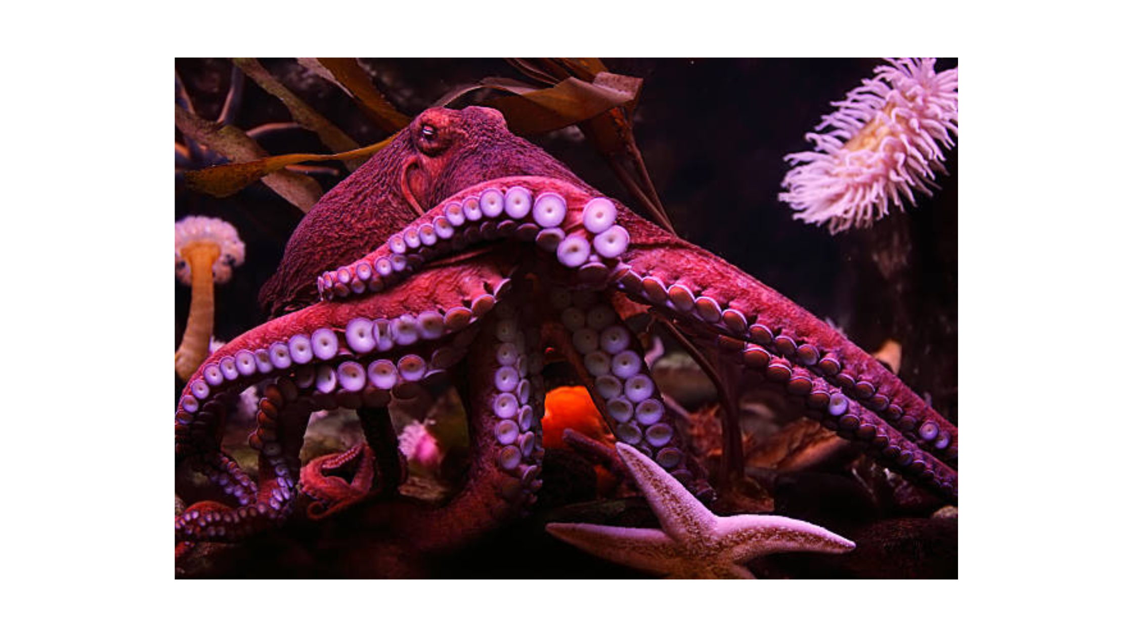3D Printed Octopus-Inspired Skin Advancing Surgery, Construction & More